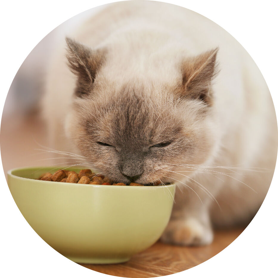 cat eating from bowl